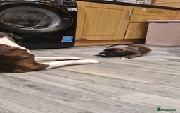 Boxer dogs for sale:  Puppies KC – Exceptional Champion Bloodlines 🐾 - Image 33