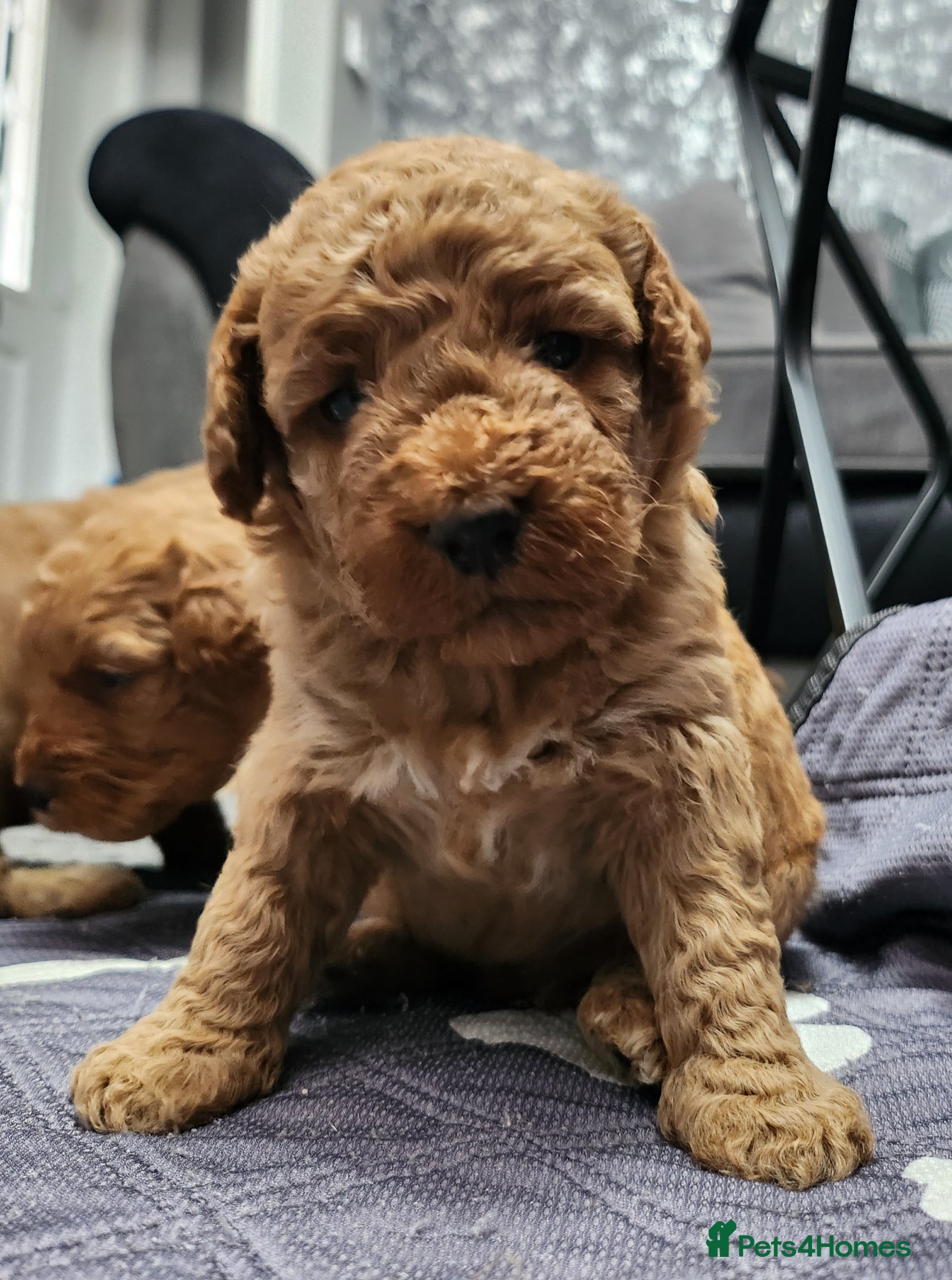 Cockapoo dogs F2 Cockapoo puppies - Advert 16