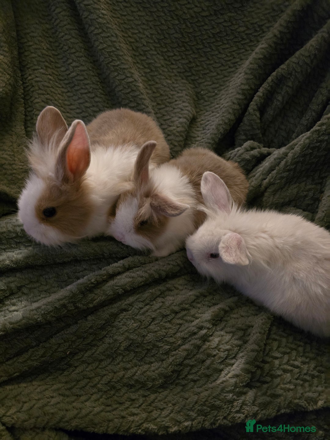 Mixed Breed rabbits for sale: Rabbits for sale.  - Advert 6