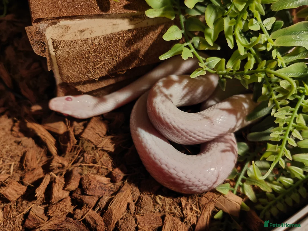 Corn Snake reptiles for sale: Male Whiteout Corn snake and Viv - Advert 2