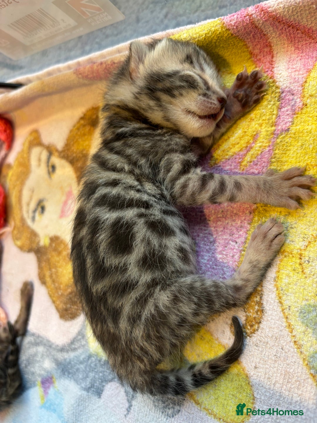 Bengal cats for sale: TICA registered Bengal girls. - Image 11