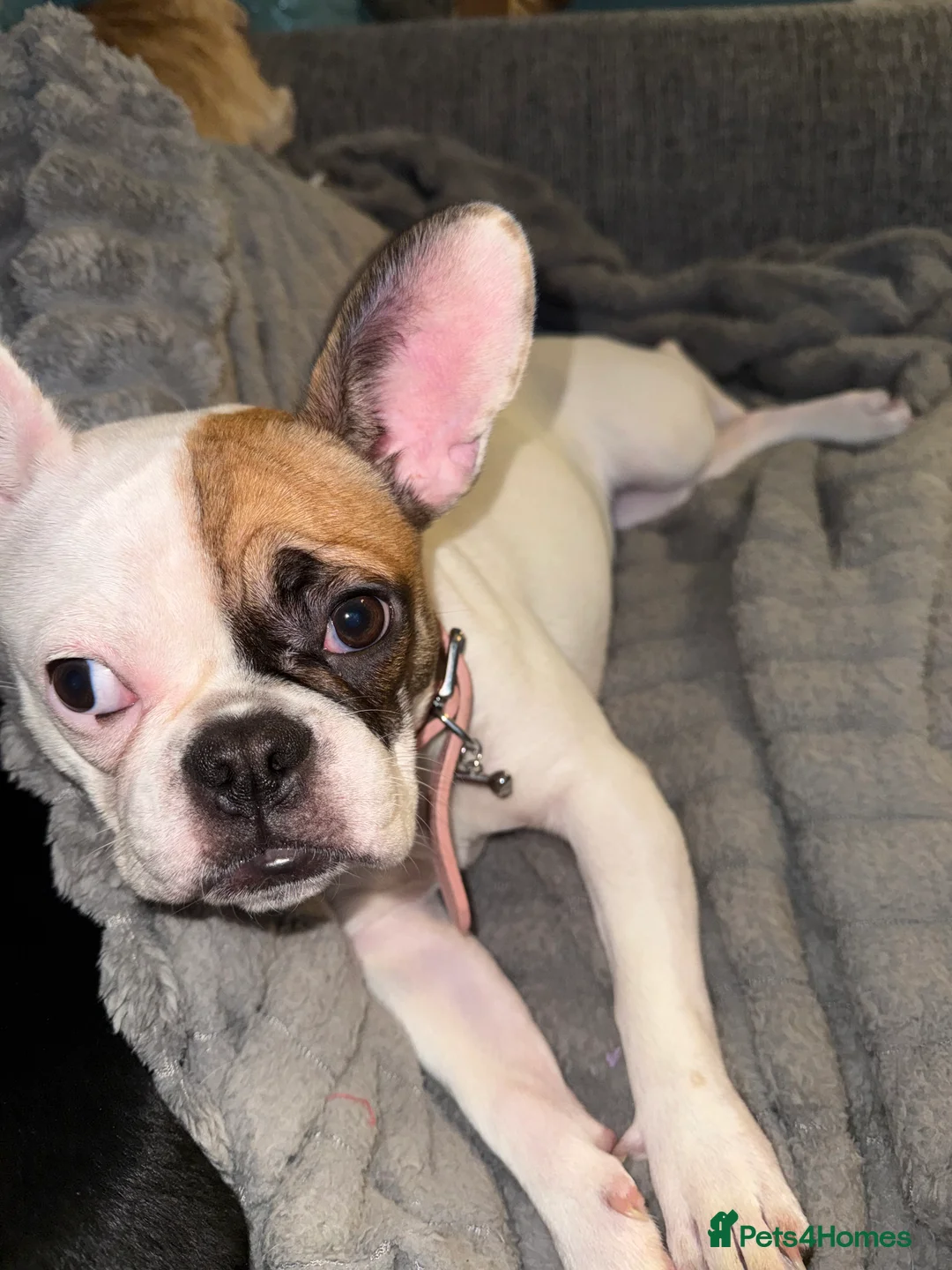 Mixed Breed dogs for sale: Beautiful French bulldog X Boston Terrier female - Advert 6