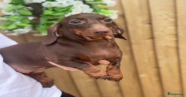 Miniature Dachshund dogs in Stafford - Advert 8