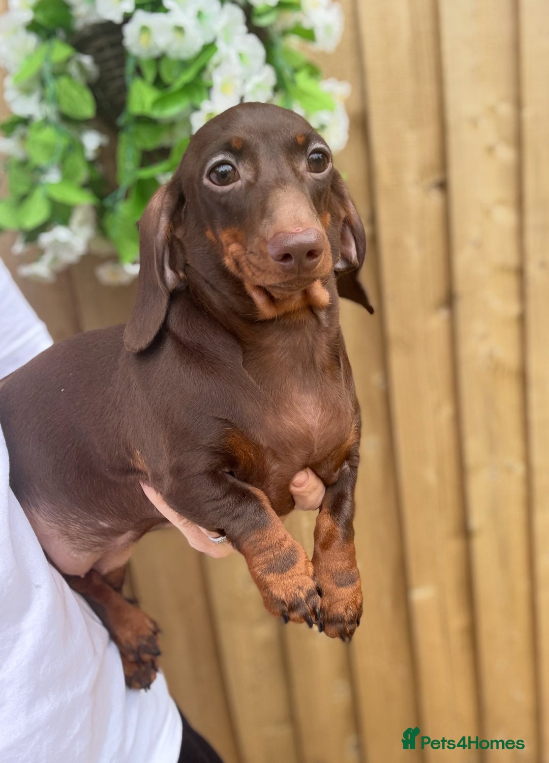 Miniature Dachshund dogs for sale: 🩷Stunning Chocolate & Tan Girl 🩷  in Stafford - Image 2