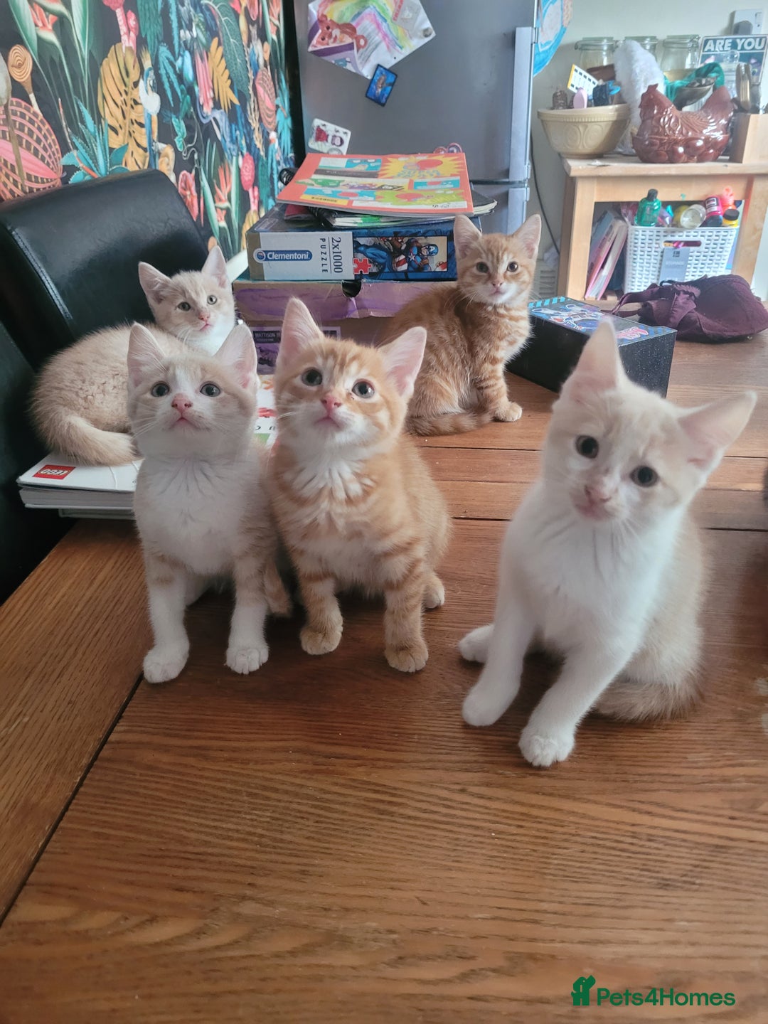 Mixed Breed cats for sale: Mixed kittens - Image 2