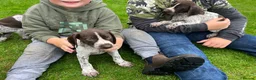 German Shorthaired Pointer dogs for sale: ! Ready now !  - Advert 12