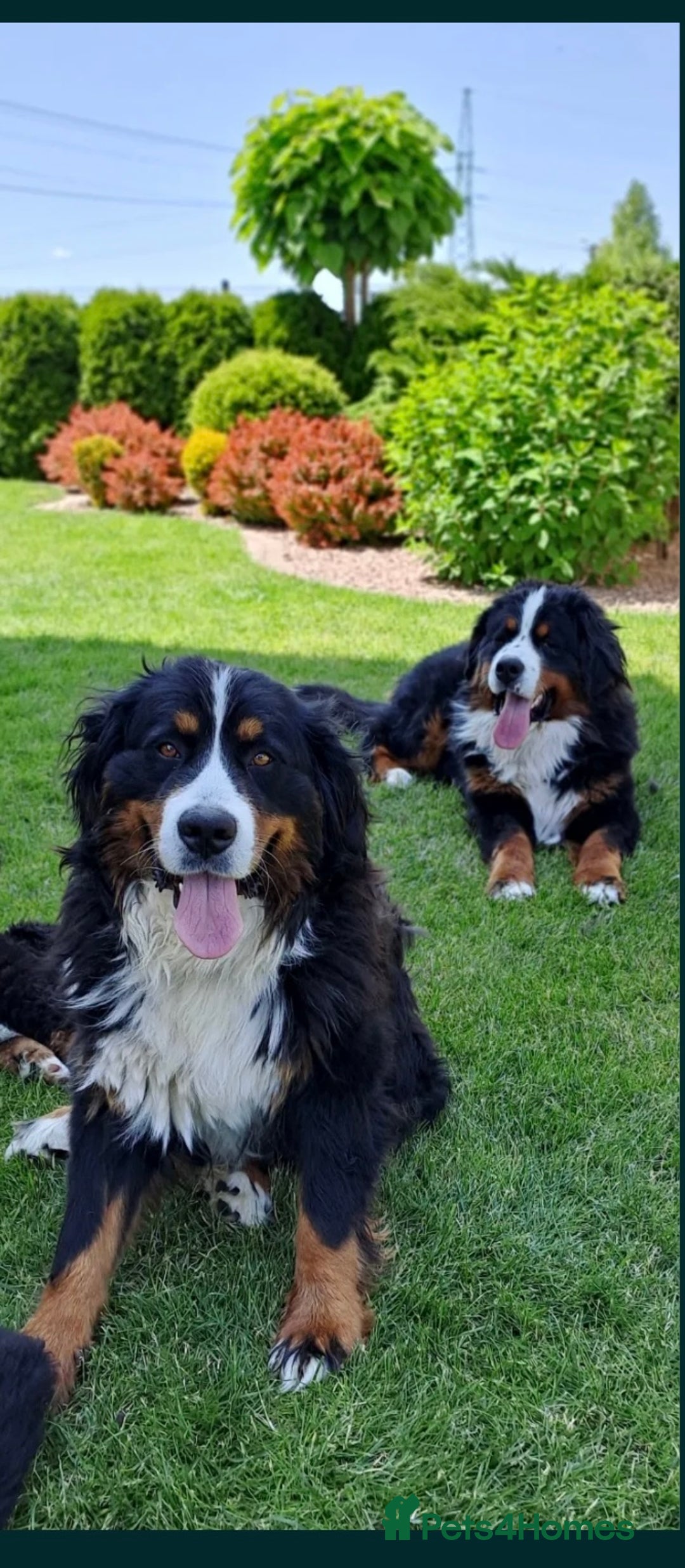 Bernese Mountain Dog dogs for sale: Bernese Mountain Dog  - Image 5