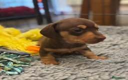Miniature Dachshund dogs for sale: Gorgeous KC reg miniature Dachshund puppies  - Image 1