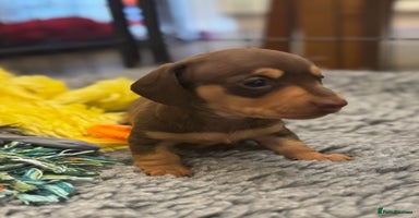 Miniature Dachshund dogs - Advert 9