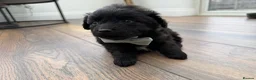 Cockapoo dogs for sale: Are beautiful toy cockapoo boy puppy  in Shepperton - Advert 1