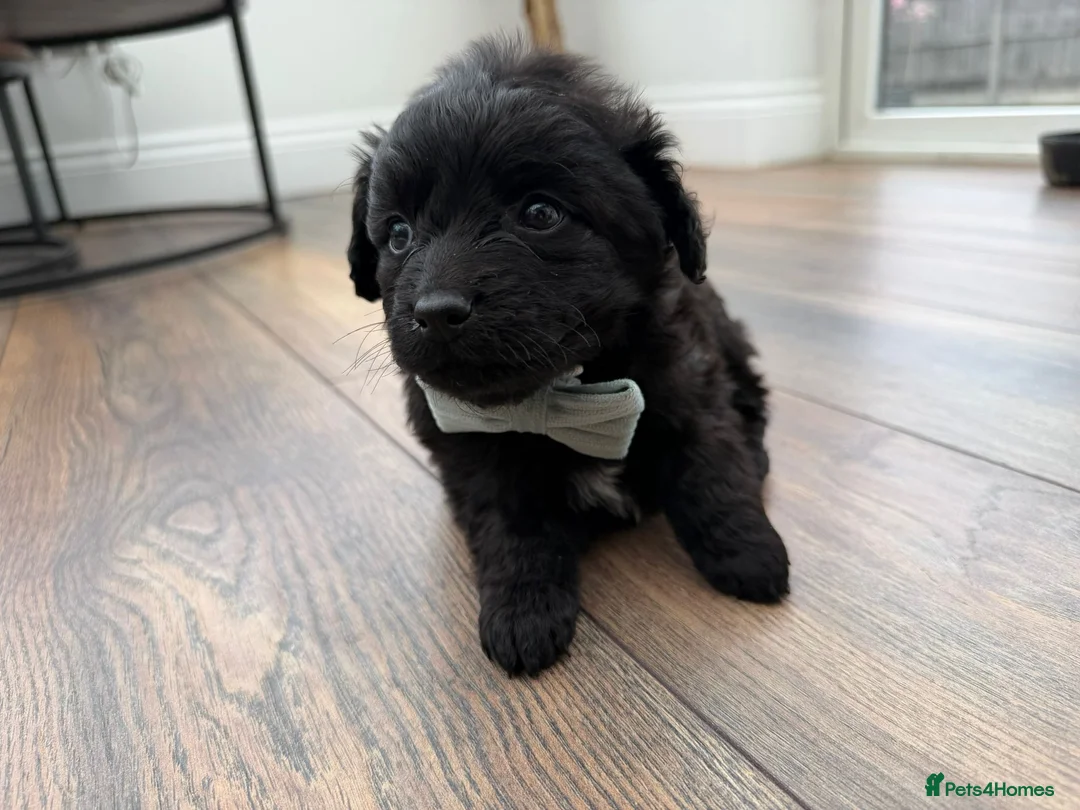 Cockapoo dogs for sale: Are beautiful toy cockapoo boy puppy  in Shepperton - Advert 1