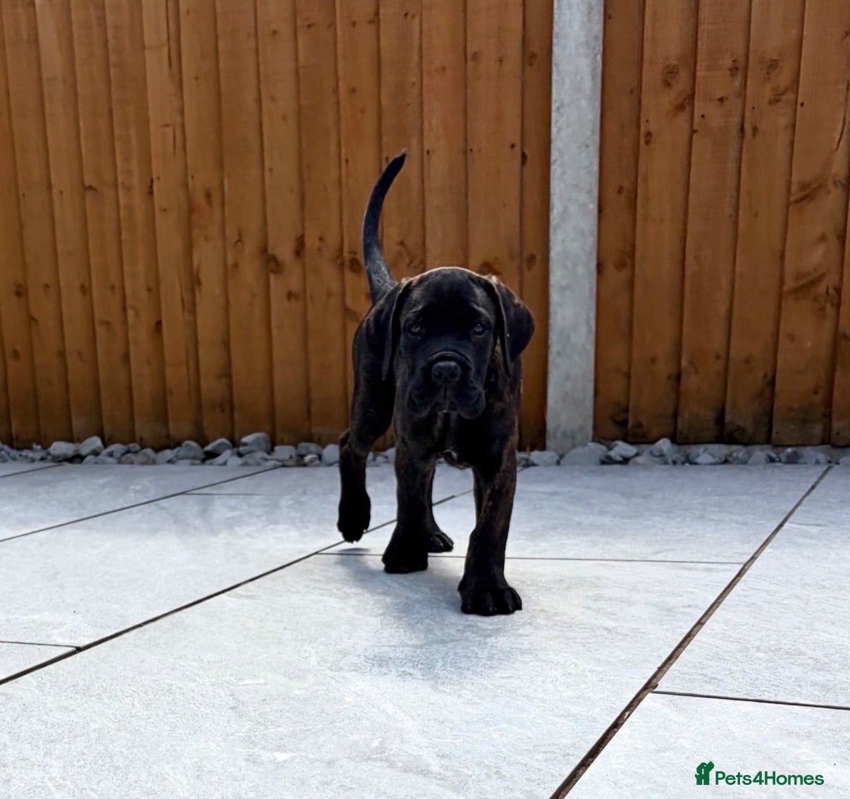 Cane Corso dogs Ready to collect Exceptional Cane Corso puppies   - Advert 1