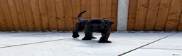 Cane Corso dogs for sale: Ready to collect Exceptional Cane Corso puppies   - Advert 1