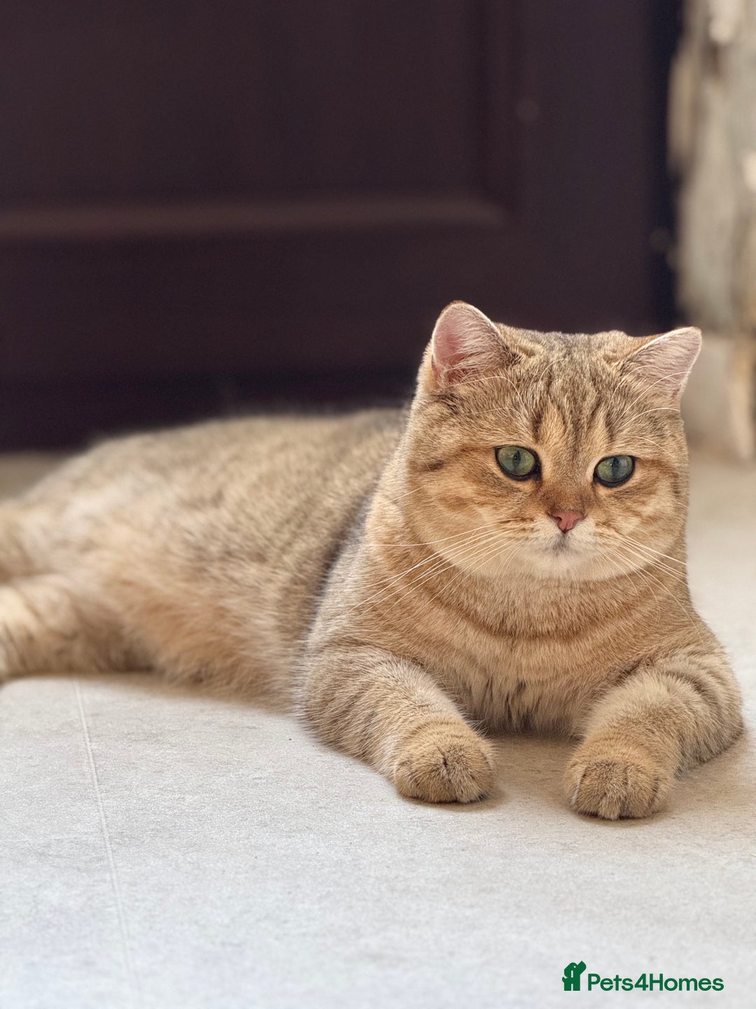 British Shorthair cats for stud: 🐾 Stud service - Chubby Scottish Boy 🐾 - Image 2
