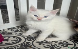 Ragdoll cats for sale: GCCF registered Ragdoll-Red Tabby Boy - Image 4
