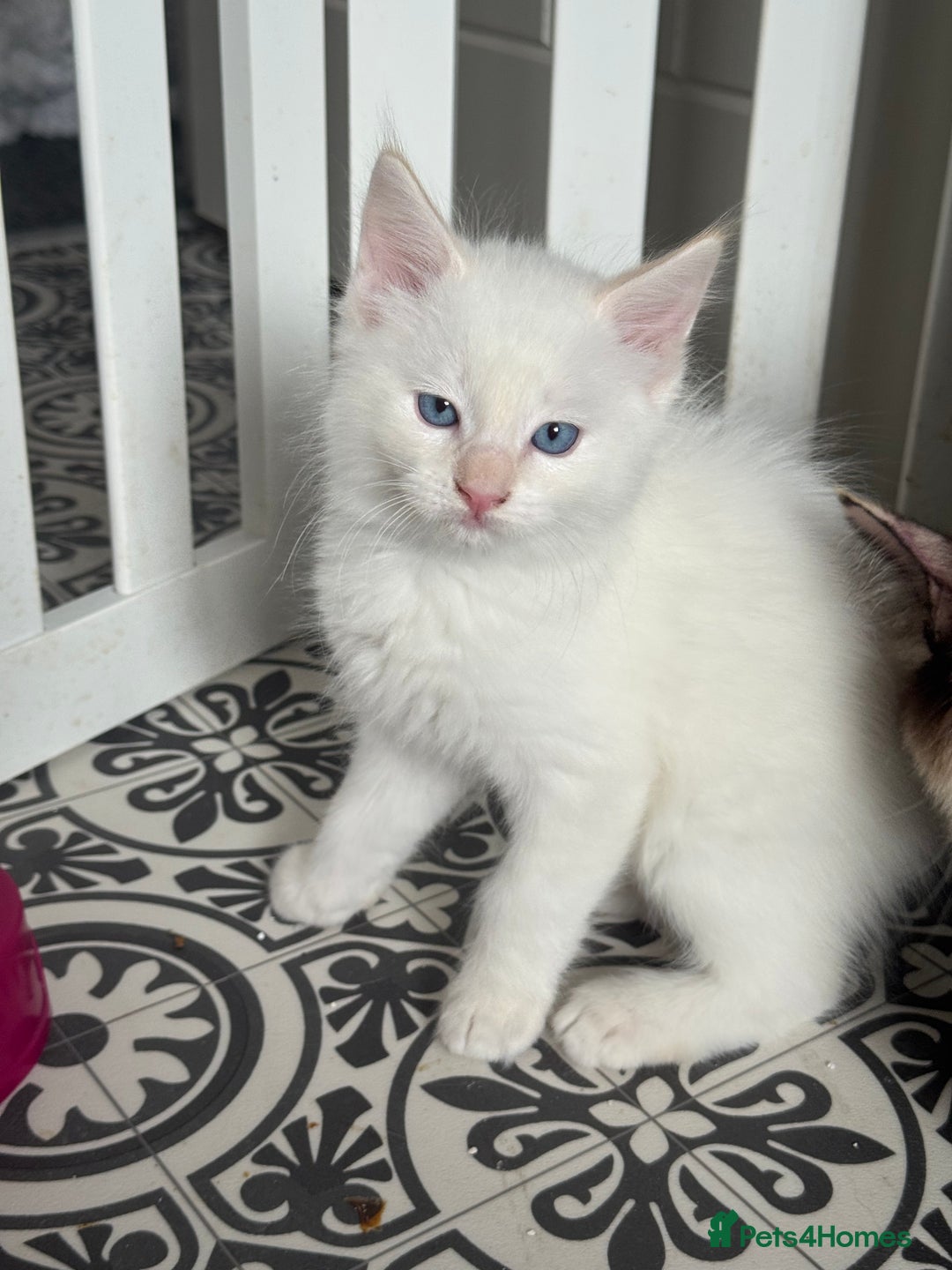 Ragdoll cats for sale: GCCF registered Ragdoll-Red Tabby Boy - Image 4