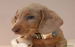 Miniature Dachshund dogs for sale: 🌟5StarsLicense+Holistic+KC+VetCheck+PRAClear - Image 4