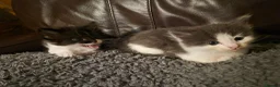 Norwegian Forest Cat cats for sale: Ragdoll x Norwegian forest kittens - Advert 7
