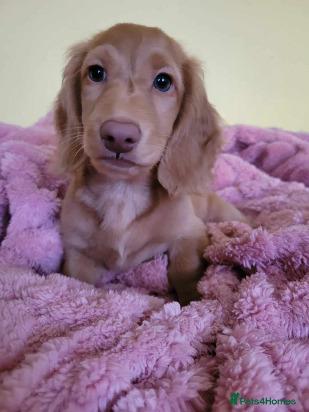 Dachshund dogs for sale: Long Haired KC Miniature Dachshund(LAST BOY) - Advert 2