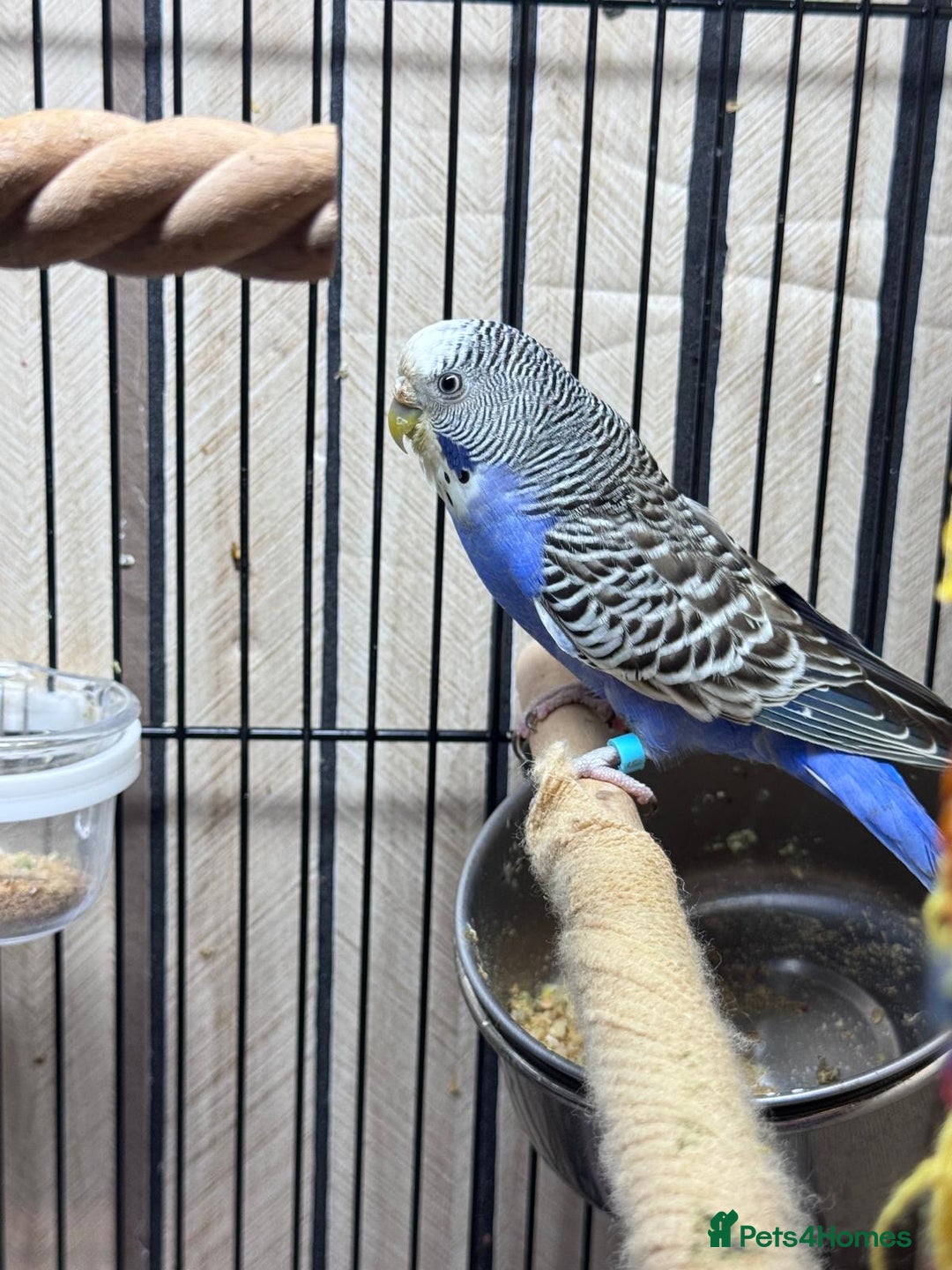 Budgerigars birds for sale: Young Black wing hen budgie for sale  - Advert 7