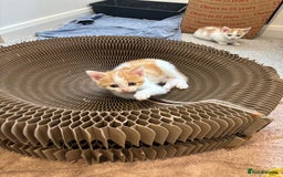 Mixed Breed cats for sale: Beautiful bundles of fun - Image 6