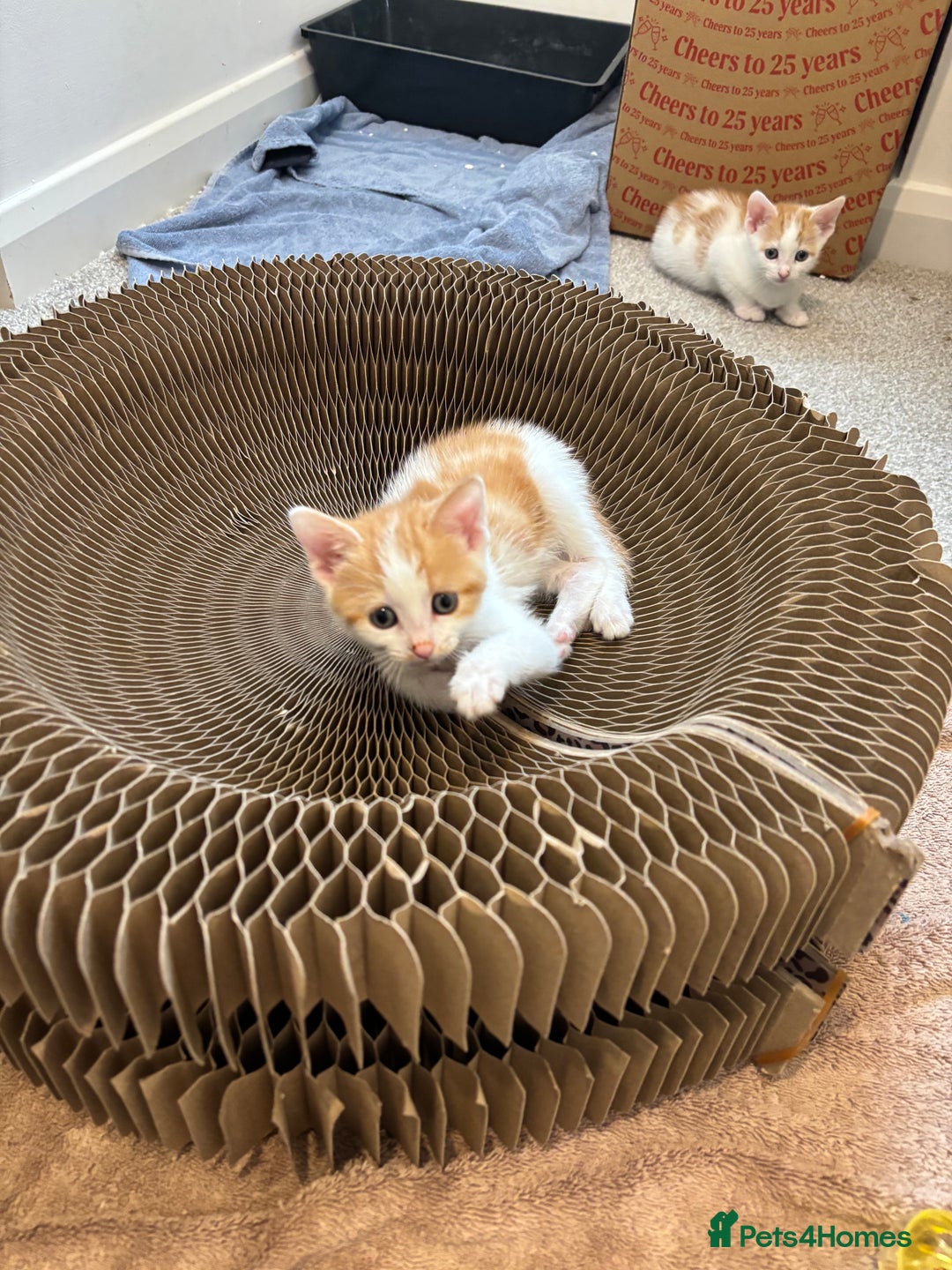 Mixed Breed cats for sale: Beautiful bundles of fun - Image 6