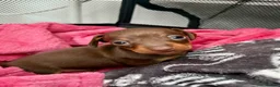 Miniature Dachshund dogs for sale: 2 Stunning Miniature Dachshund Puppies   - Advert 4