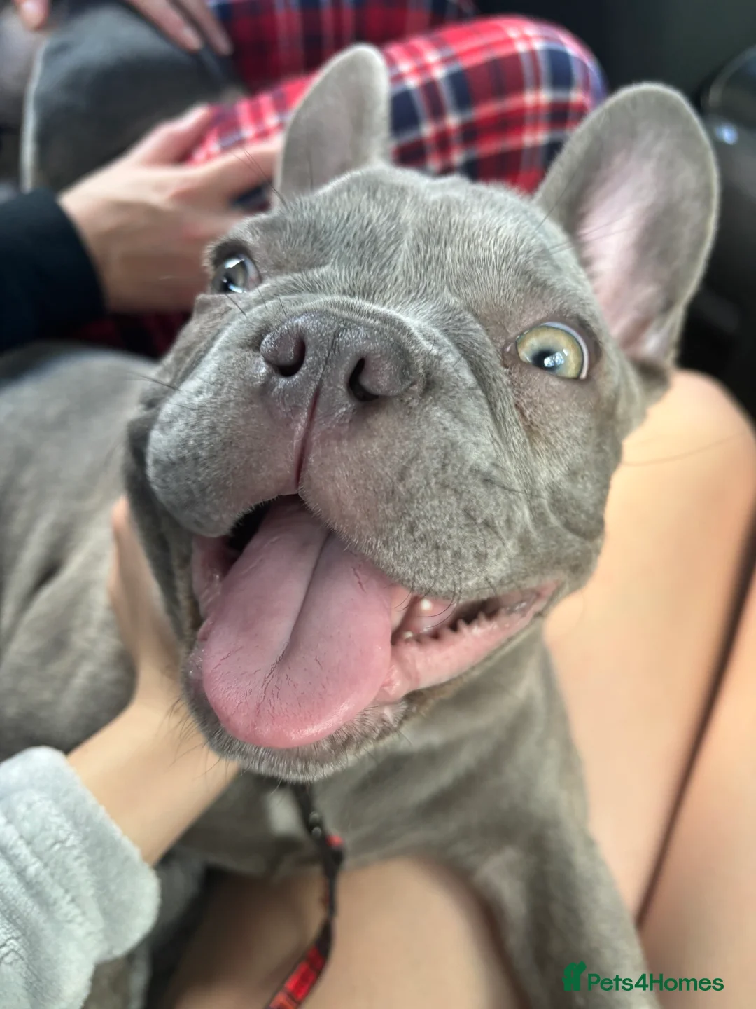 French Bulldog dogs for sale: 3 year old French bulldog - Advert 1