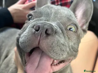 French Bulldog dogs 3 year old French bulldog - Advert 1