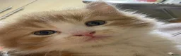 British Longhair cats for sale: Exquisite Longhair Ginger – Luxury Companion - Advert 3