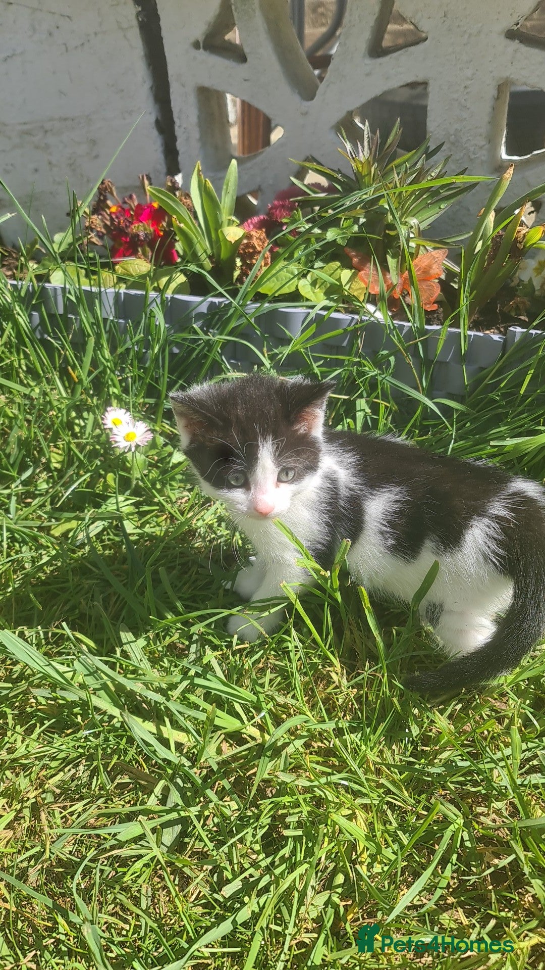 British Shorthair cats British shorthair  - Advert 1