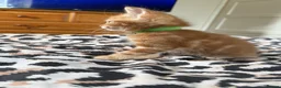 Domestic Shorthair cats for sale: 🐾 Adorable Kittens Ready for Loving Homes - Advert 13