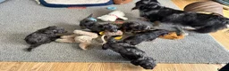 Doxiepoo dogs for sale: Stunning dachshund/poodle pups - Advert 29