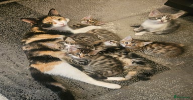 Domestic Shorthair cats - Advert 12