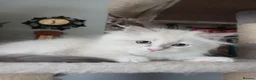 Siberian cats for sale: Purebred Siberian male kittens. - Advert 18