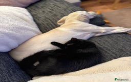 Labrador Retriever dogs for sale: 16 week old Labrador puppy - Image 6