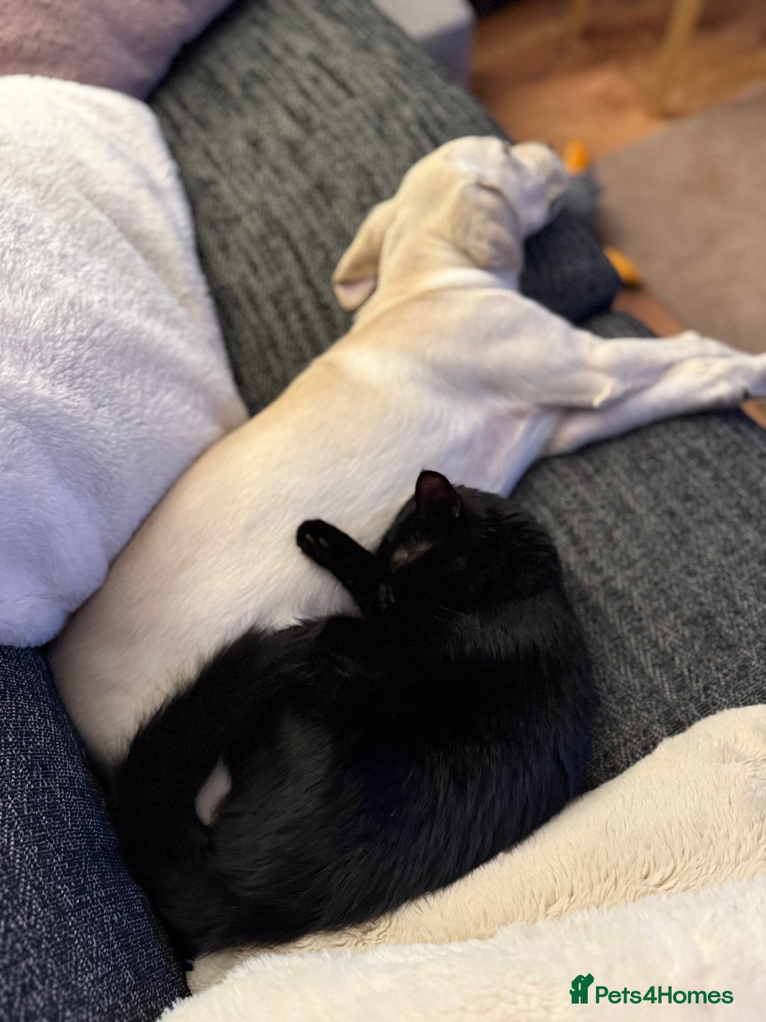 Labrador Retriever dogs for sale: 16 week old Labrador puppy - Image 6
