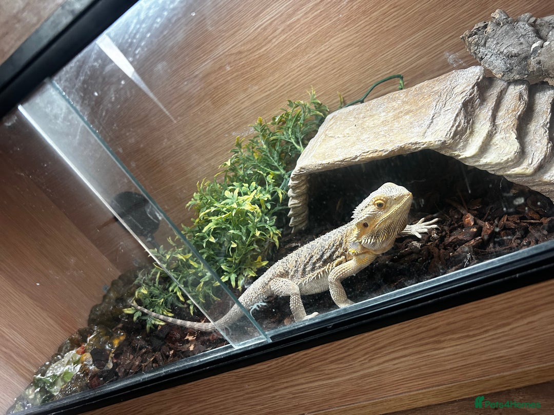 Bearded Dragon reptiles for sale: Bearded dragon and full set up  - Image 3