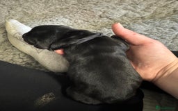 Goldador dogs for sale: Goldador Black & Golden Pups - Pets / Therapy - Image 7