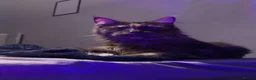 Maine Coon cats for sale: Gabii looking for her forever 5 star home - Advert 14
