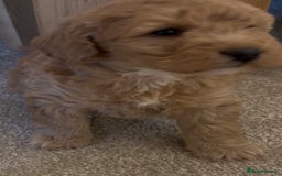 Cockapoo dogs for sale: Cockapoo Puppies – Well Socialised and beautiful  - Advert 6