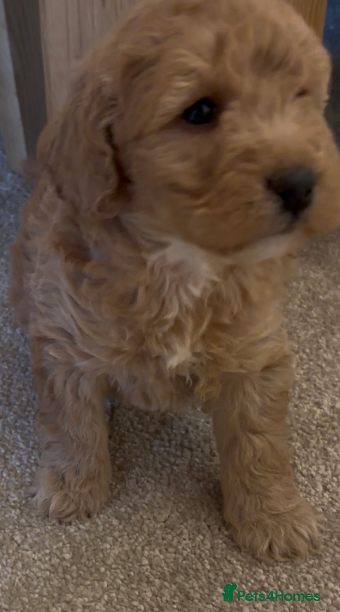 Cockapoo dogs for sale: Cockapoo Puppies – Well Socialised and beautiful  - Advert 6