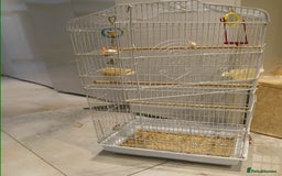 Lovebirds birds for sale: Blue Lovebird - Image 4