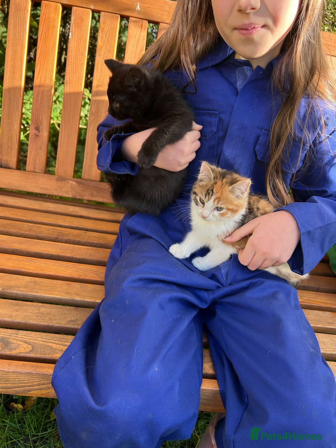 Mixed Breed cats for sale: Gorgeous kittens for sale - Advert 16