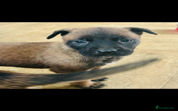 Belgian Shepherd Dog dogs for sale: Skye x Nines very last litter ever! 3B &7G  - Image 11