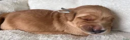 Golden Retriever dogs for sale: KC Golden Retrievers - Health Tested & Home Raised in Trowbridge - Advert 20
