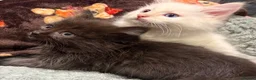 Ragdoll cats for sale: Ragdoll Kittens for sale 🖤 - Advert 1