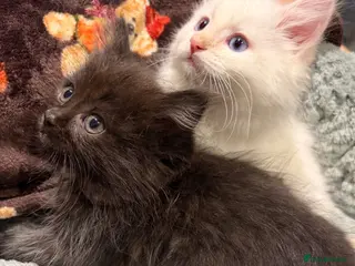 Ragdoll cats Ragdoll Kittens for sale 🖤 - Advert 1