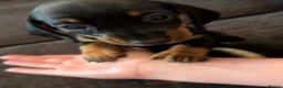 Dachshund dogs for sale: Dachshund puppies ready to go - Advert 17