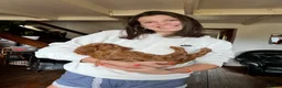 Irish Doodle dogs for sale: Doodles Miniature Poodle cross Irish Red Setter,  - Advert 6